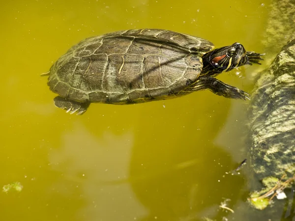 淡水龟 — 图库照片