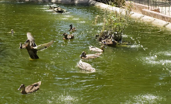 Patos en un estanque —  Fotos de Stock