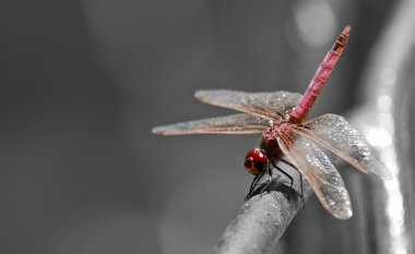 Sympetrum Fonscolombii