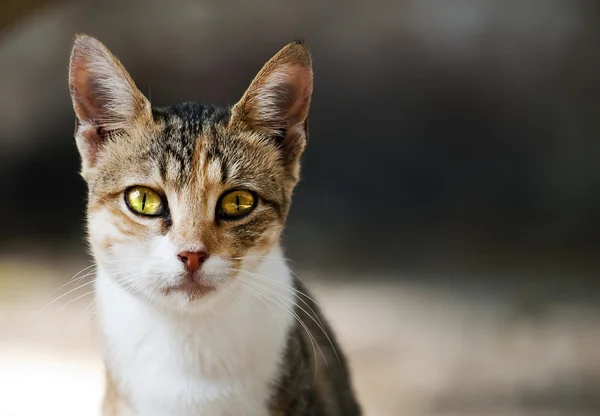 Бродячая кошка — стоковое фото