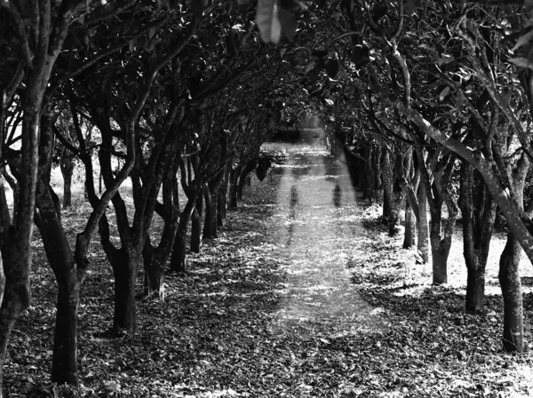 Orchard hayalet — Stok fotoğraf