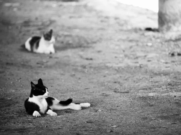 Pisolino gatto — Foto Stock