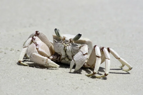 stock image Crab