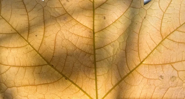 Текстура осеннего отпуска — стоковое фото