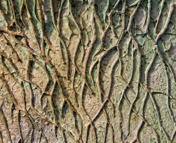 Raízes de árvores — Fotografia de Stock