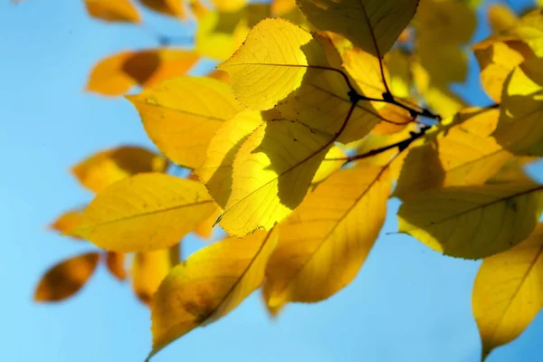 Őszi levelek Stock Kép
