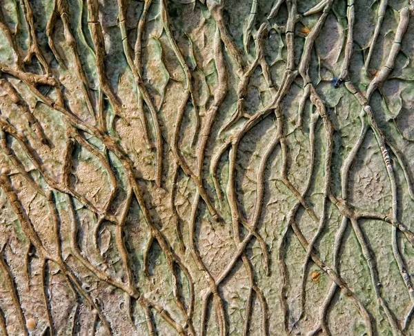 Raíces de árboles Fotos De Stock Sin Royalties Gratis