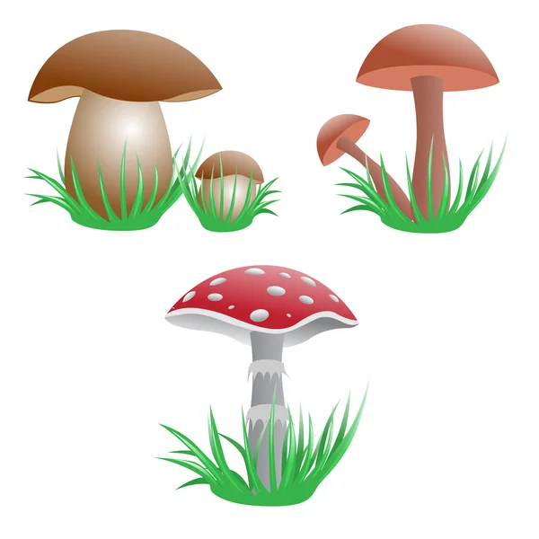 stock vector Mushrooms