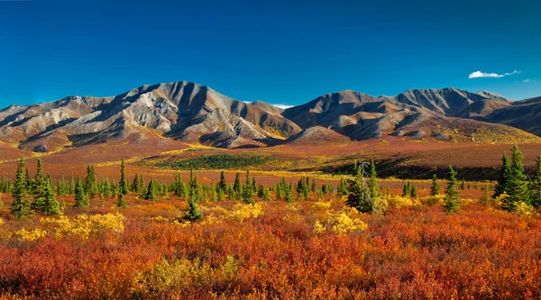 秋のアラスカ州デナリ国立公園 ロイヤリティフリーのストック写真