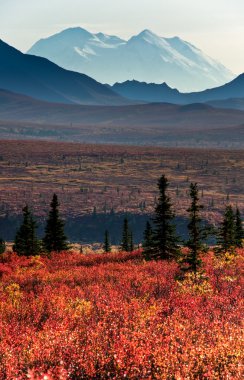 Mt McKinley with red autumn tundra clipart