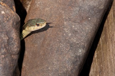 Gazing hidden snake with tongue clipart