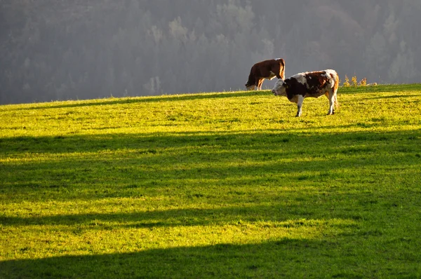 stock image Cows on pasture