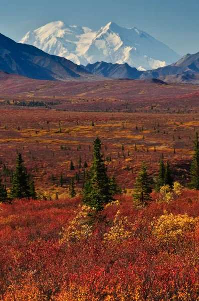 Denali National Park Mt McKinley — Stock Photo, Image