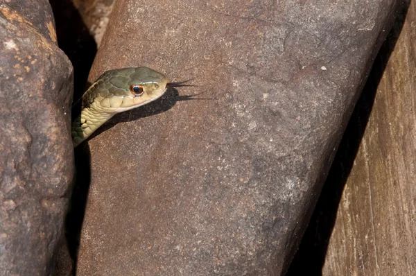 Versteckte Schlange mit Zunge betrachten — Stockfoto