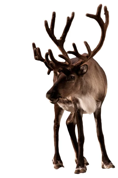 Caribou rénszarvas, fehér Stock Kép