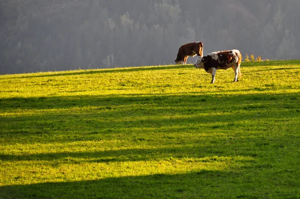 Vacas en pastos Imagen de stock
