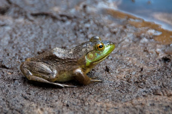 Frog pond ile Stok Resim