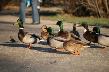 Group of ducks clipart