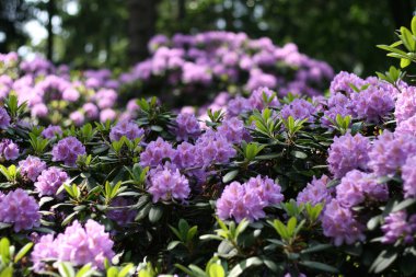 Rhododendron clipart