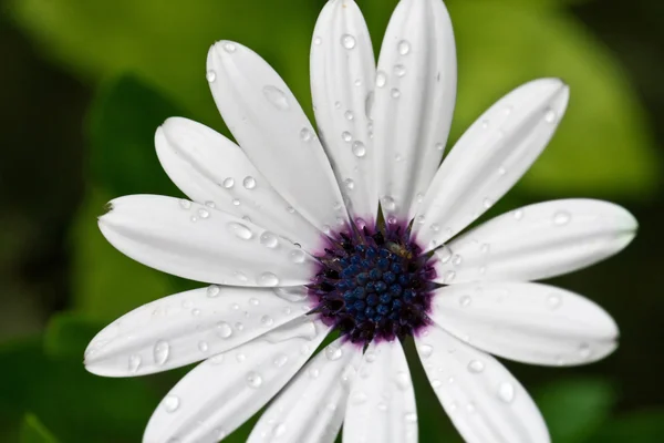 Flower with water drops — Stock Photo, Image