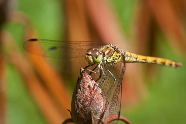 Stock image Dragonfly