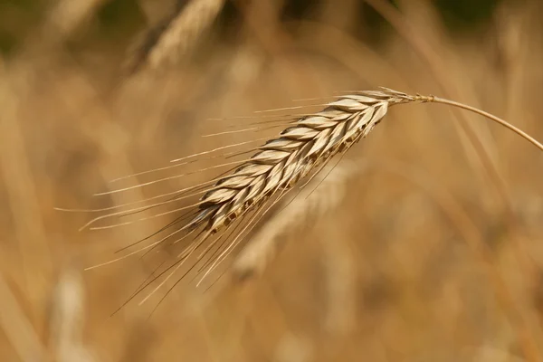 Cultura do trigo — Fotografia de Stock