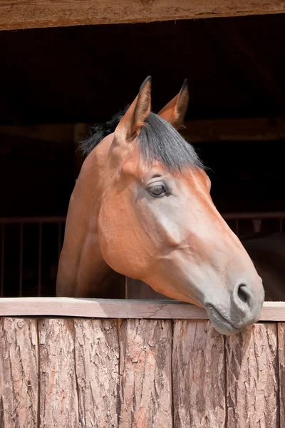 stock image Horse in the stable