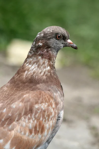 Détails sur le pigeon — Photo