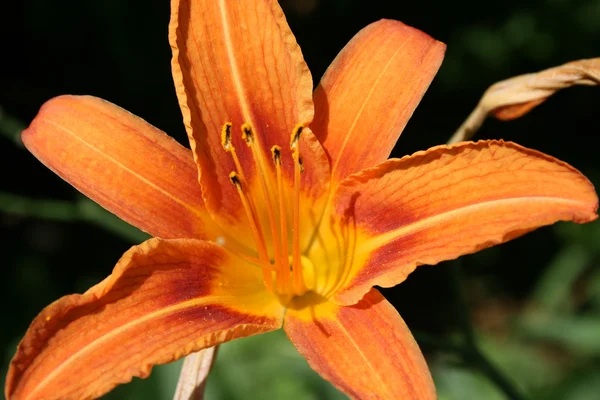 Stock image Orange flower