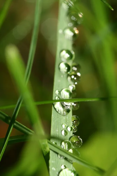 stock image Water drop