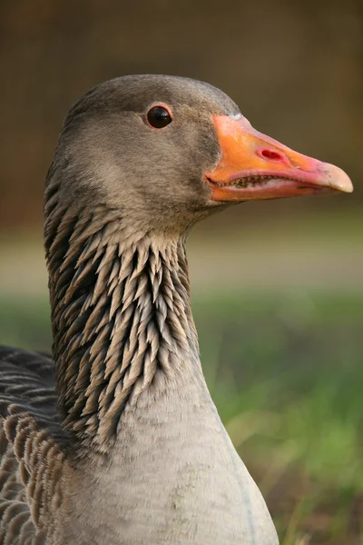 Goose — Stock Photo, Image