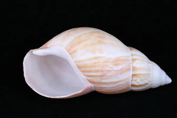 stock image Seashell