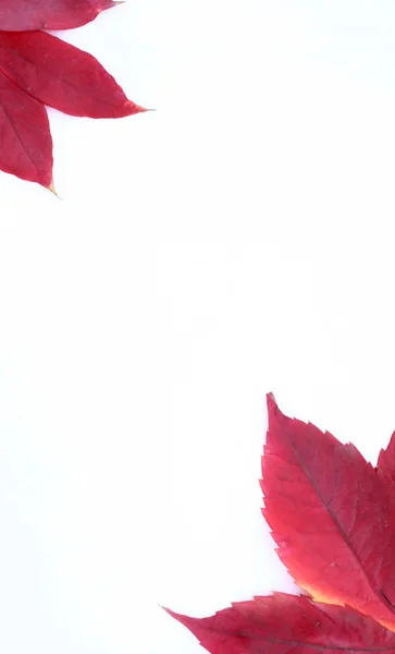 Red leafs frame — Stock Photo, Image