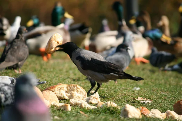 Jedzenie Wrona - corvus cornix — Zdjęcie stockowe