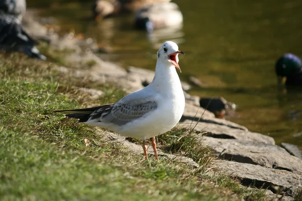 Gull - laridae — Stock Photo, Image