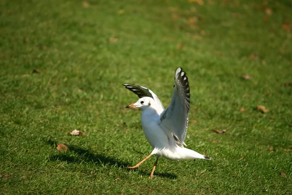 Sea-gull - rzędu siewkowych — Zdjęcie stockowe