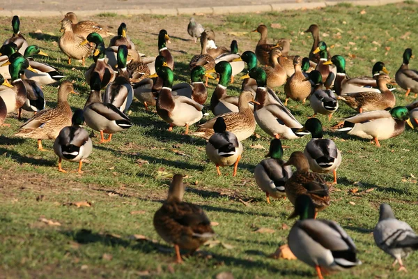 Grupa kaczek — Zdjęcie stockowe