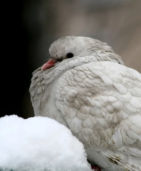 White pigeon in snow — Stock Photo, Image