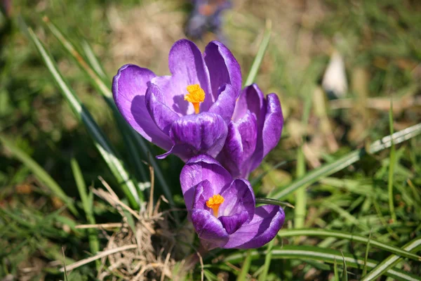 stock image Flowers