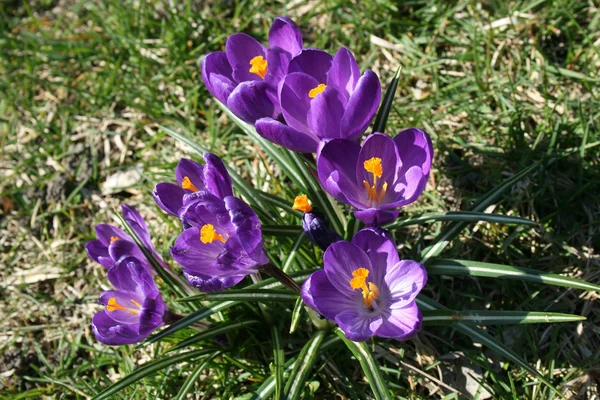 stock image Flowers