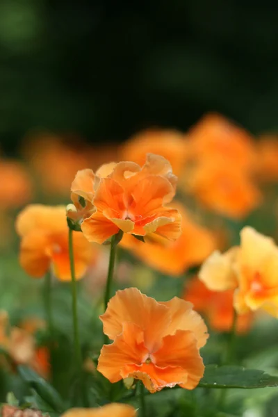 stock image Flowers