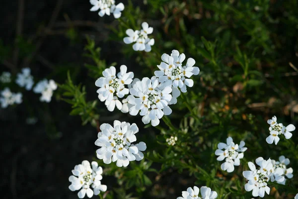 stock image White flowers