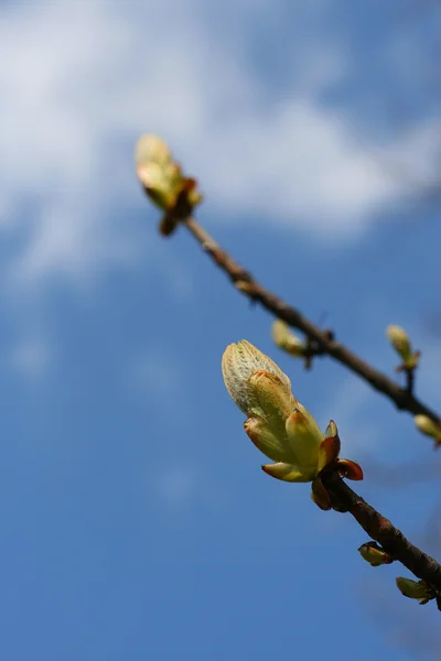 stock image Blooming plant