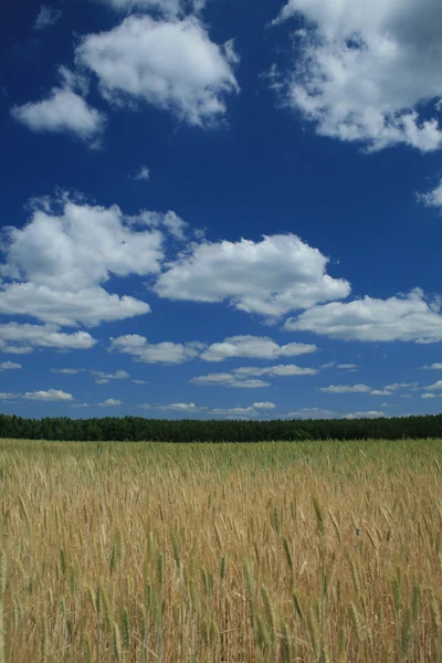 Field with grain — Stock Photo, Image