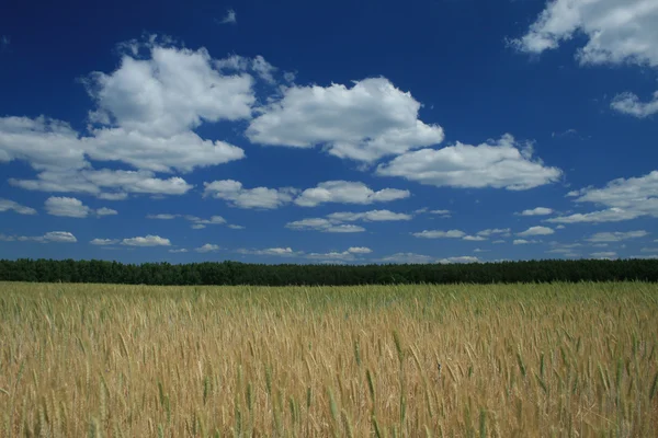 Feld mit Getreide — Stockfoto