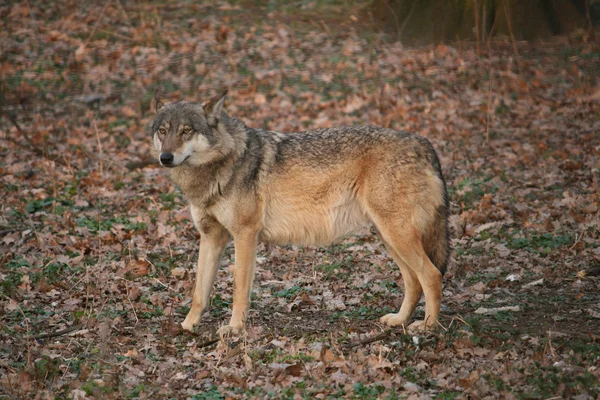 Vlk — Stock fotografie