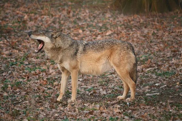 하 품 늑대 — 스톡 사진