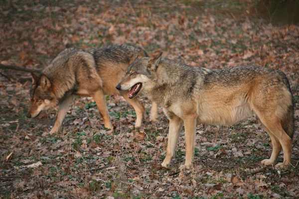 Lobos — Foto de Stock