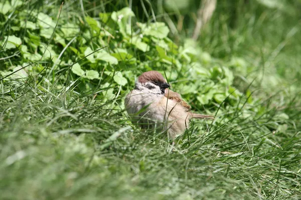 Gorrión en la hierba — Foto de Stock
