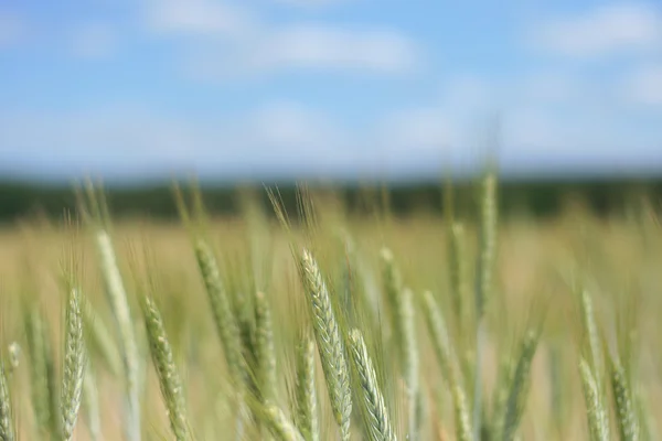 Поле зерна — стокове фото